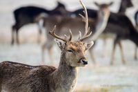 2019-12-15-Natur-Tiere-Winter Foto (c) J&uuml;rgen Makowecz_1